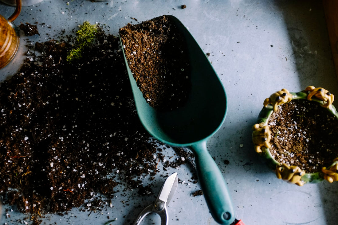 How to Grow Plants at Home With No Experience