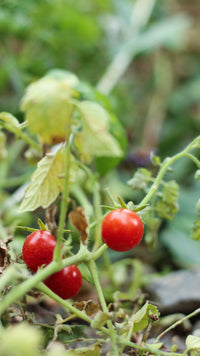 Kitchen gardens