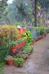 Home gardens